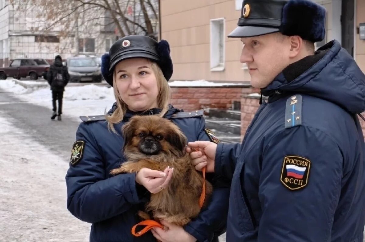   Из зоны СВО в Пермь вывезли пекинеса, который прибился к военнослужащим