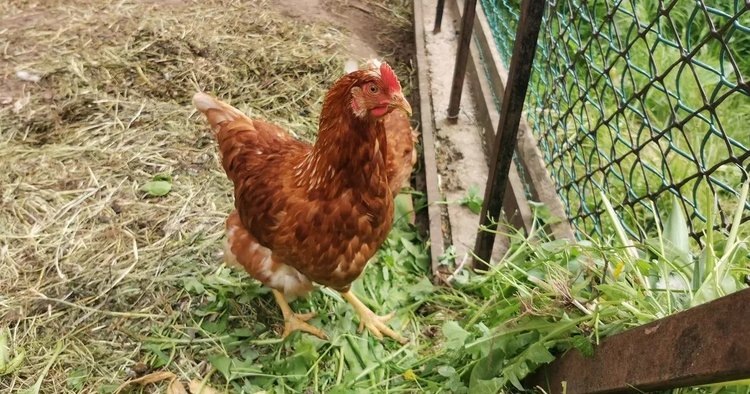    Содержание кур на заднем дворе ученые признали уникальным явлением нашего времени