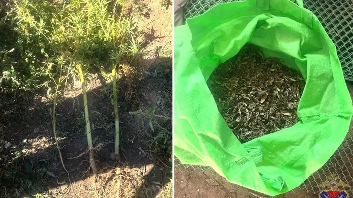     Источник: ГУ МВД по Волгоградской области