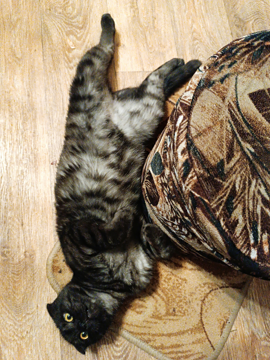 Финикус-лейтяйникус