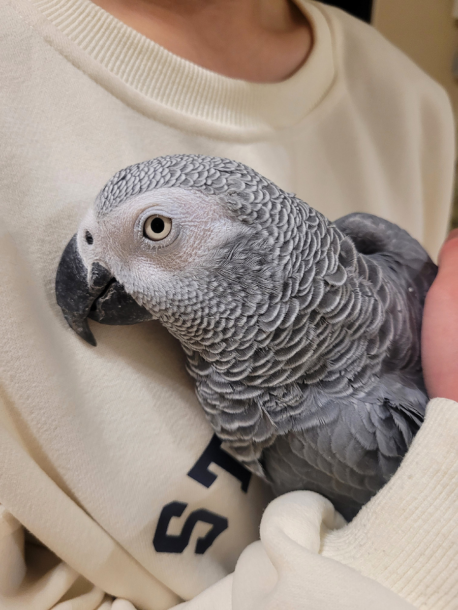 Наш красавец Джокушка ❤️