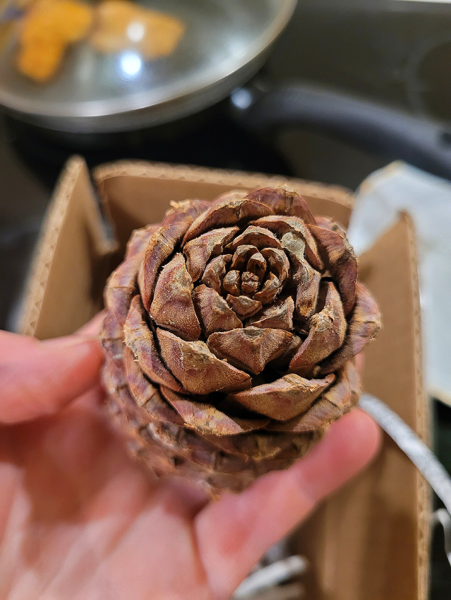 Шишки кедровые для Джокера. Одно из самых любимых лакомств попугаев жако