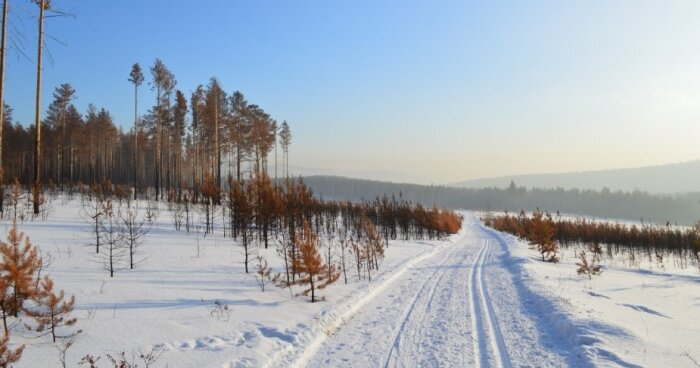 С виду золотоносный участок земли ничем не отличается от любого другого / Фото: pxhere.com