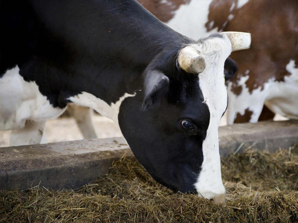 Стельная корова