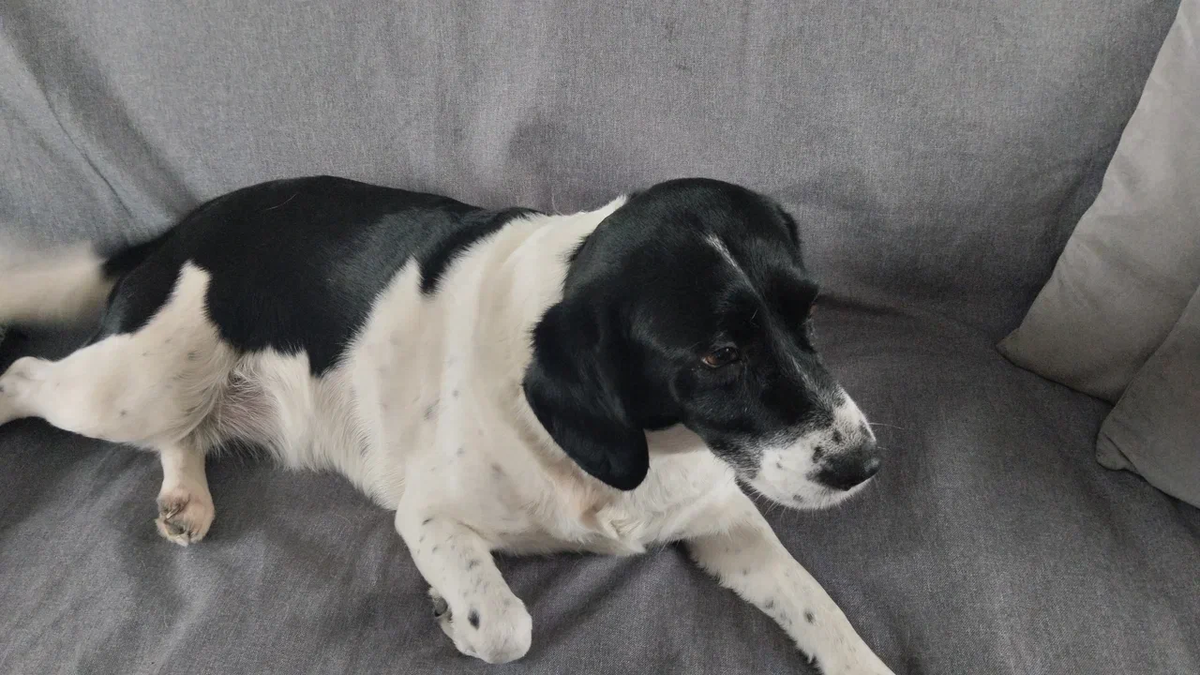 На диване мы Боне не даем лежать, это она просто позирует 