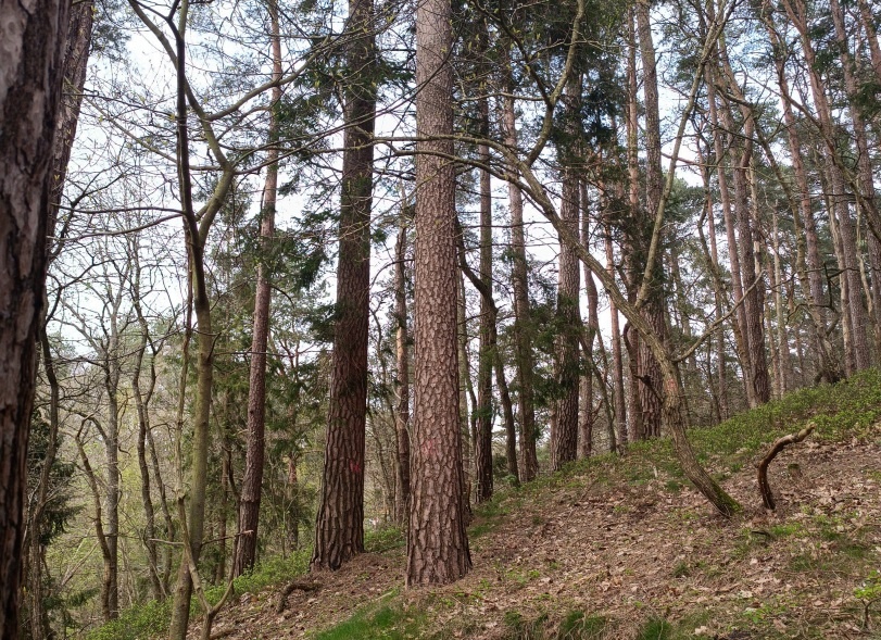 Источник: светлогорск39.рф 