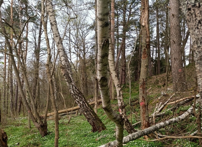 Источник: светлогорск39.рф