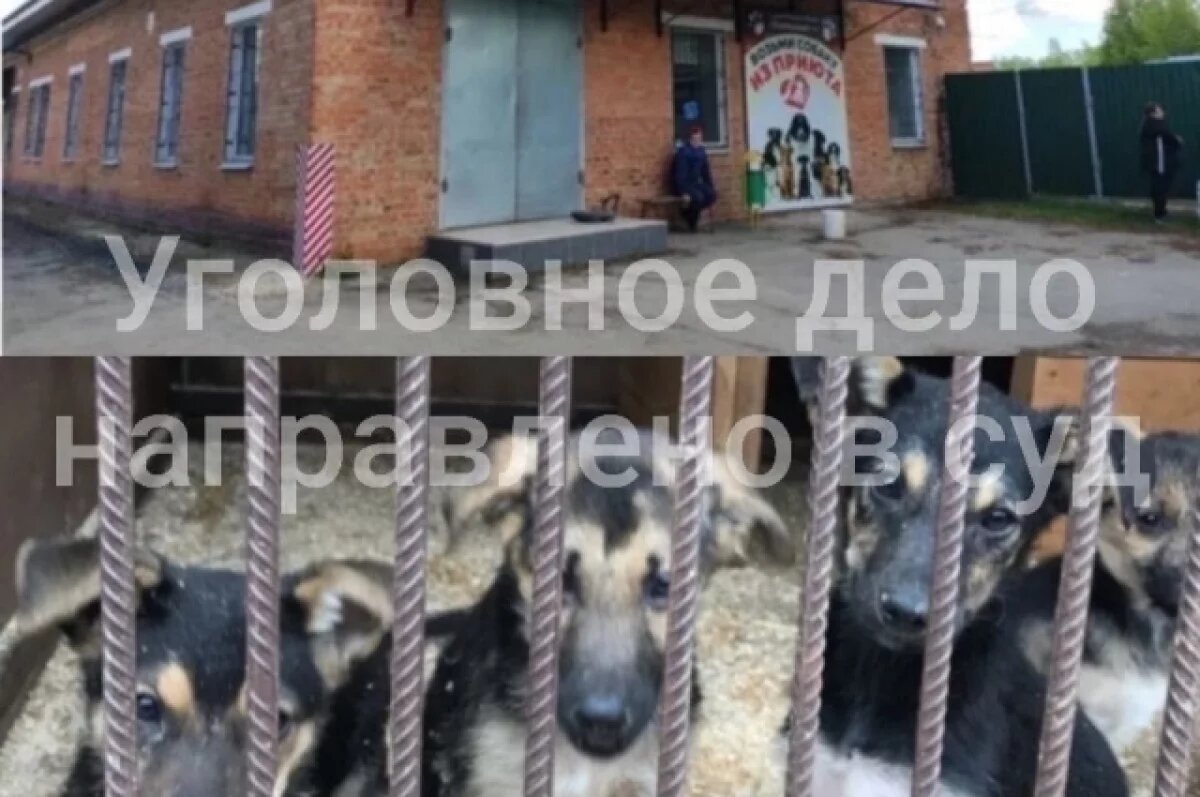    В Тульской области администратор-кинолог делала поддельные документы