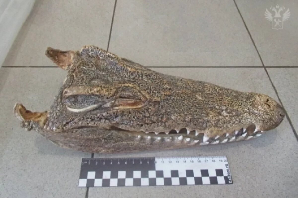    Голову крокодила пыталась провезти в Новосибирск туриста из Таиланда