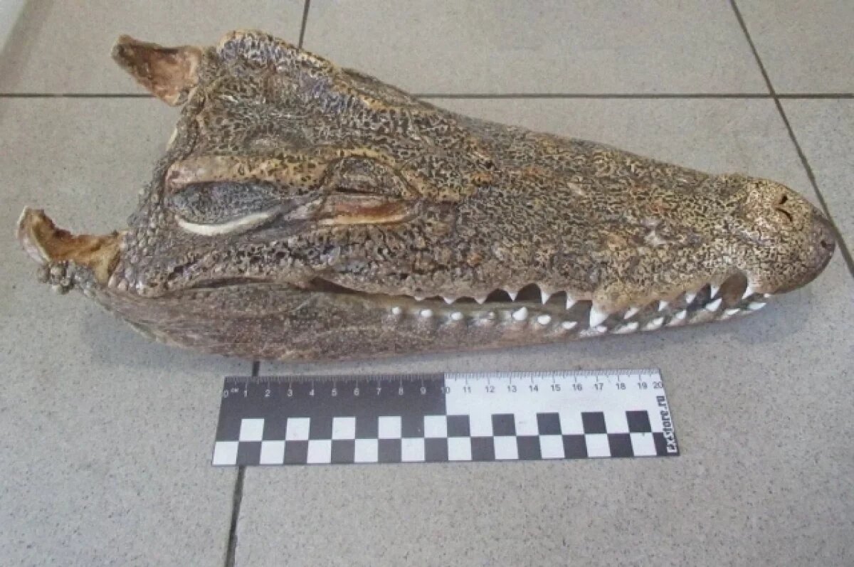    Таможенники нашли голову крокодила в сумке прибывшей из Таиланда россиянки