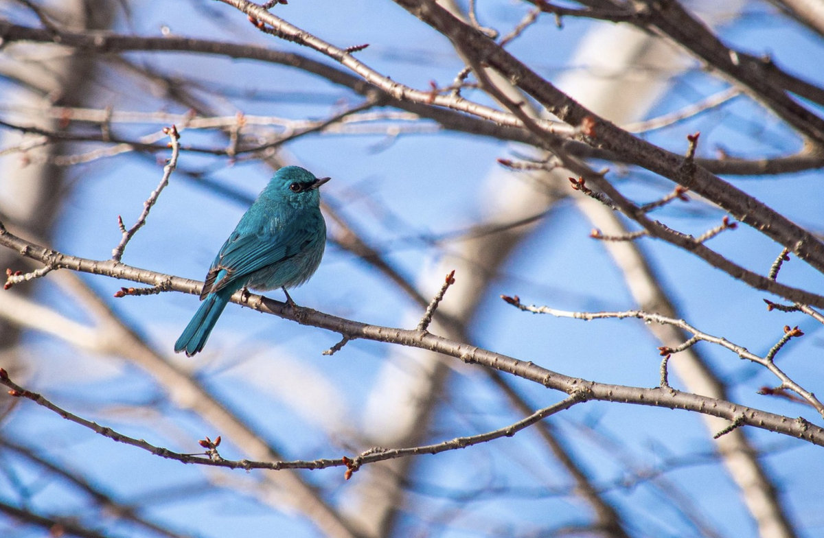 Фото: А.Б. Криулькина / Сахалинский областной краеведческий музей / Telegram-канал
Фото: А.Б. Криулькина / Сахалинский областной краеведческий музей / Telegram-канал