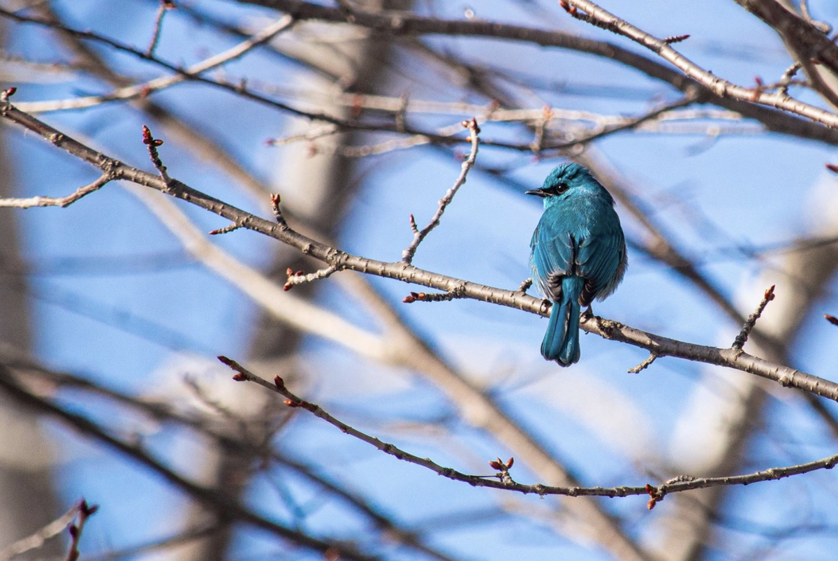 Фото: А.Б. Криулькина / Сахалинский областной краеведческий музей / Telegram-канал