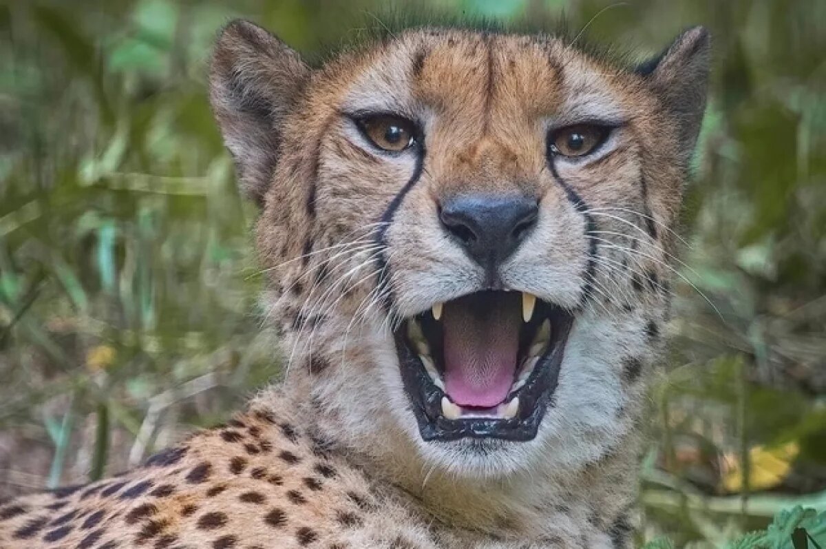    В Новосибирском зоопарке сообщили, чего опасаются краснокнижные гепарды