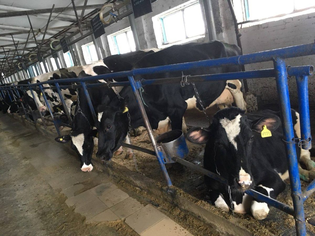    К стрессу коров может привести отсадка от матери, транспортировка, чистка копыт, необходимость постоянно находиться в стойле