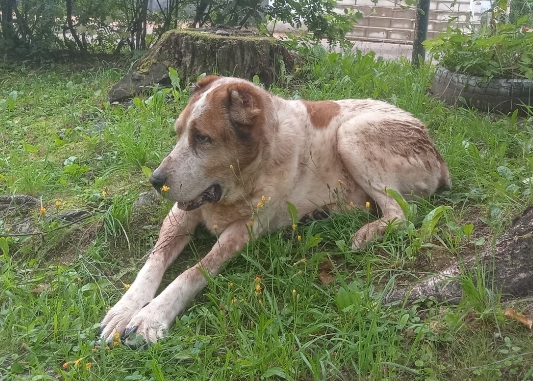 Пёс Бек в больничном парке после купания, поселок Пролетарий 2023 год