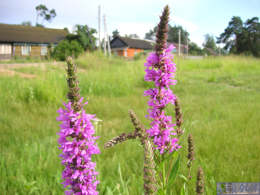 Село Подборки, полевые цветы