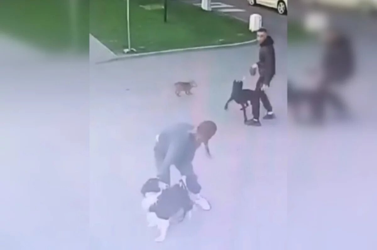    Натравивший питбуля на прохожих петербуржец предстанет перед судом