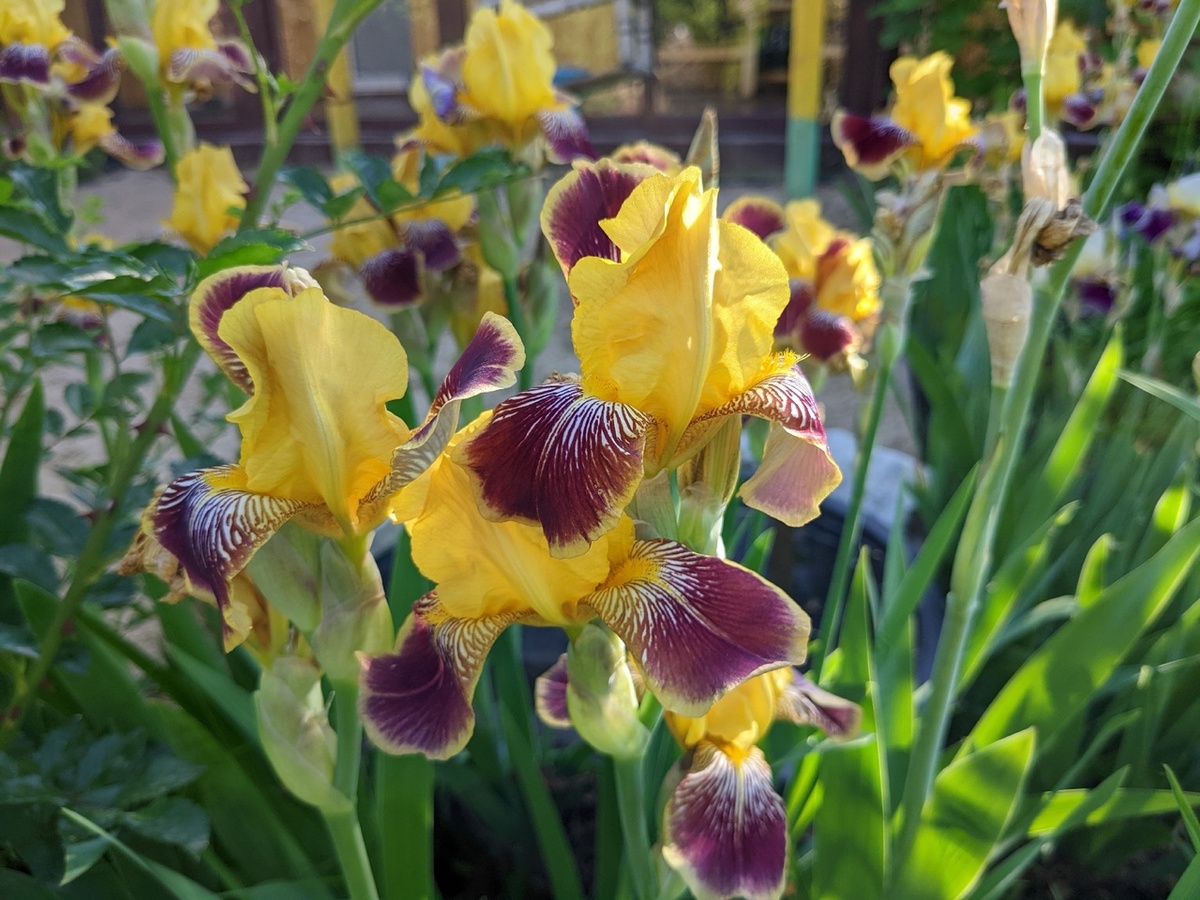 Ирис бородатый, сорт Nibelungen