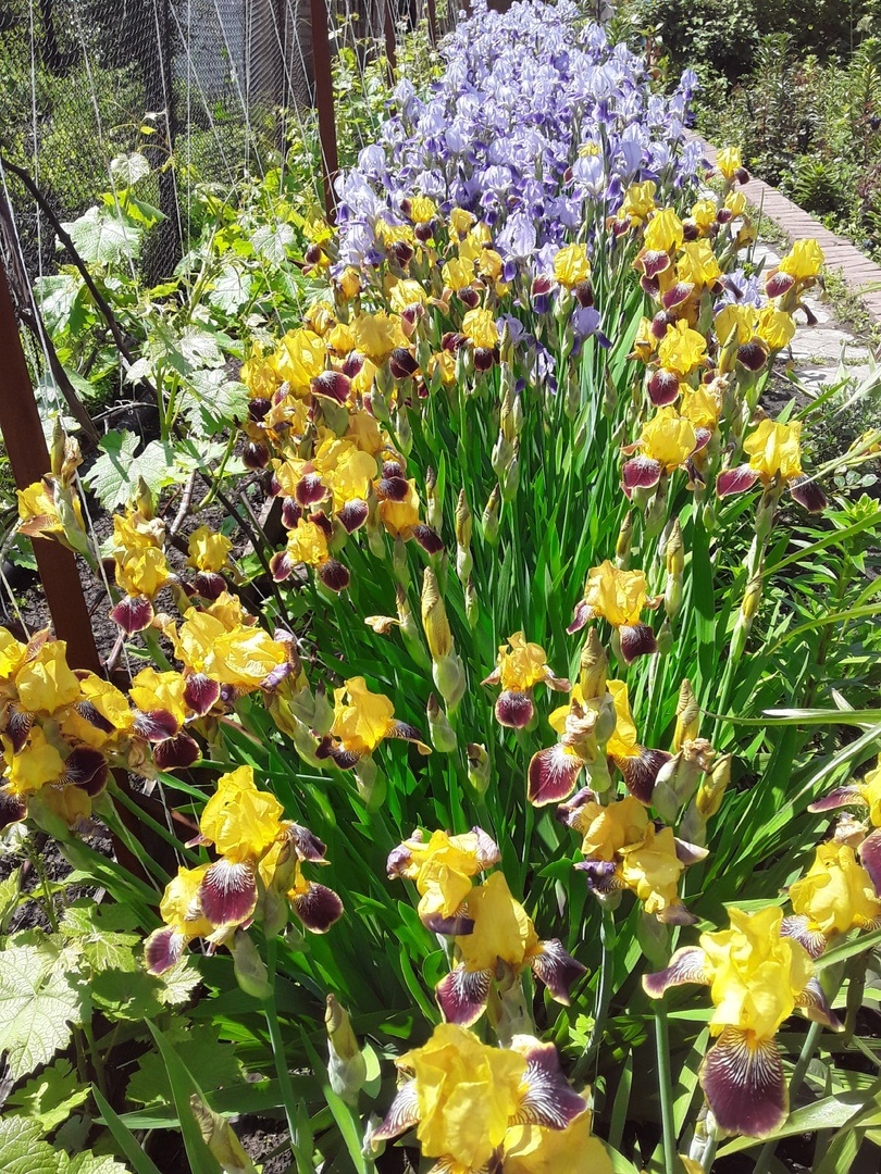 Разосшиеся ирисы, спасенные из заброшки