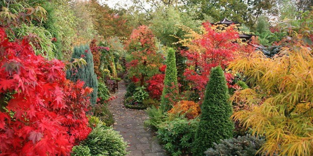 Выращиваю декоративные кустарники для сада. Как меняют цвет девять видов осенью