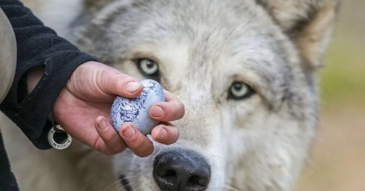 Ну не такого волка мы представляем конечно)