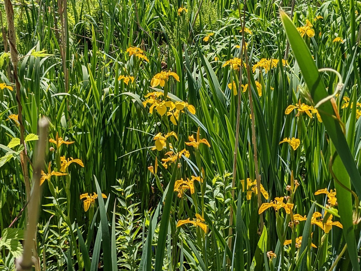 Ирисы растут прямо в воде
