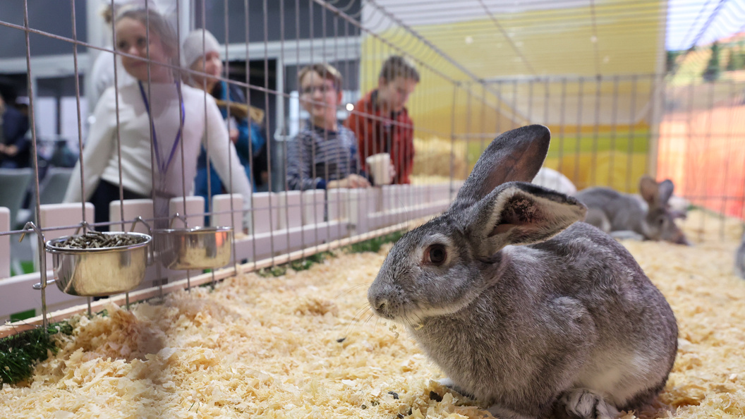    Belkin Alexey/news.ru/Globallookpress