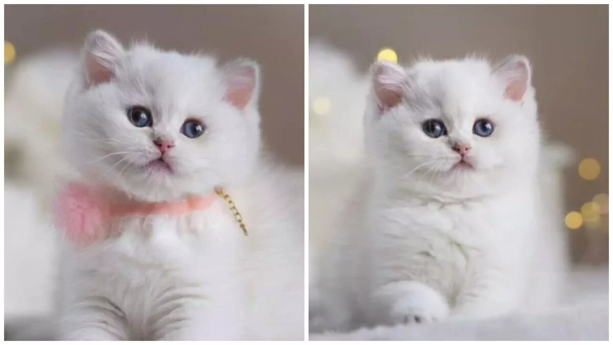     Источник: Авито