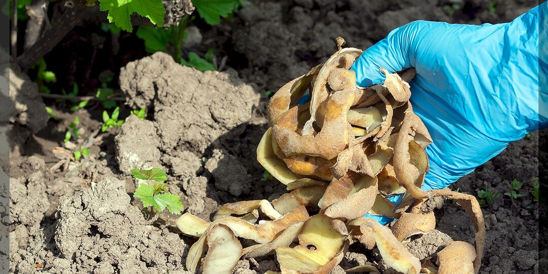 Десять бесплатных удобрений из пищевых отходов и не только: как не тратить деньги на покупку удобрений