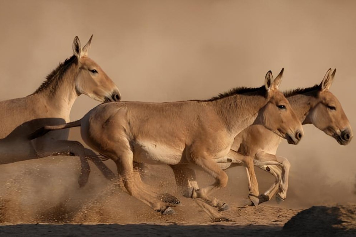 Фото: ежедневная газета Саудовской Аравии Arab News