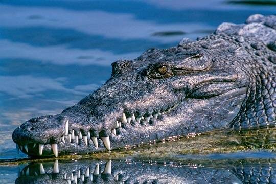    Прилетевшая из Таиланда россиянка привезла высушенную голову крокодила