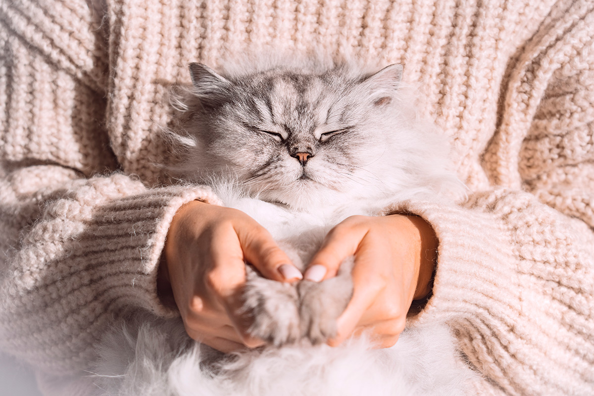 Creative Cat Studio / Shutterstock / FOTODOMВладелец кошки играет ключевую роль в жизни животного — независимо от темперамента или нюансов воспитания