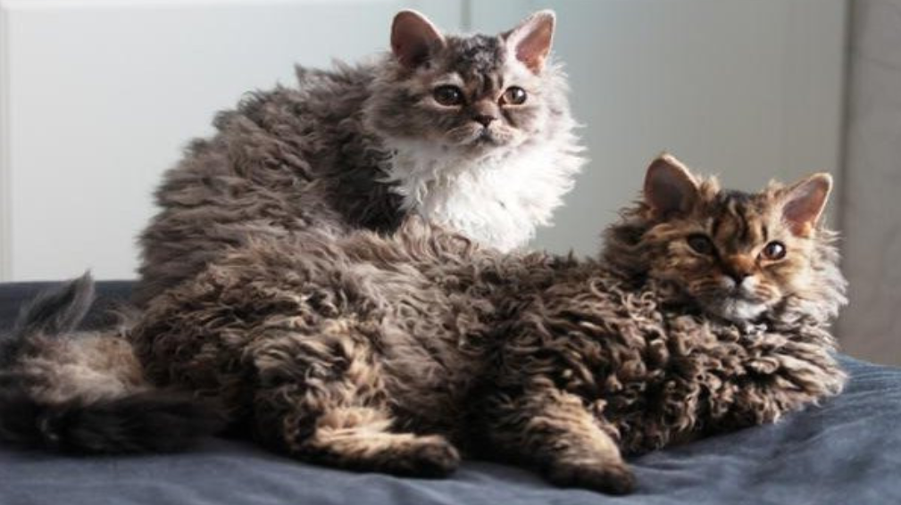 Настоящее чудо природы, создавшее новое направление в мире кошек