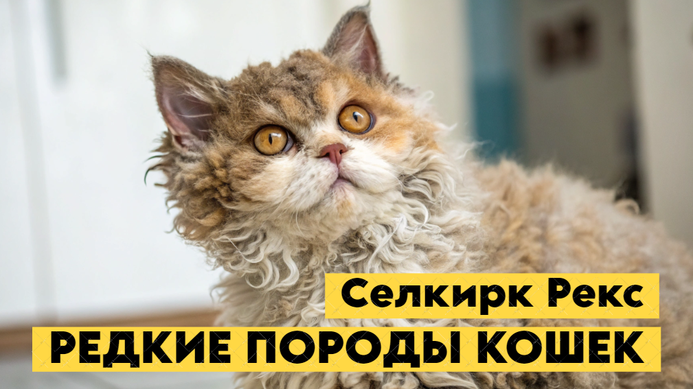 Селкирк Рексы: кудрявые чемпионы кошачьих конкурсов красоты