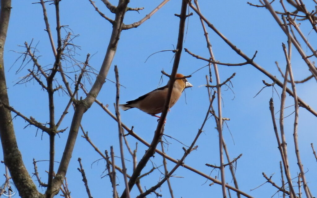    Дубонос. Анна Власова