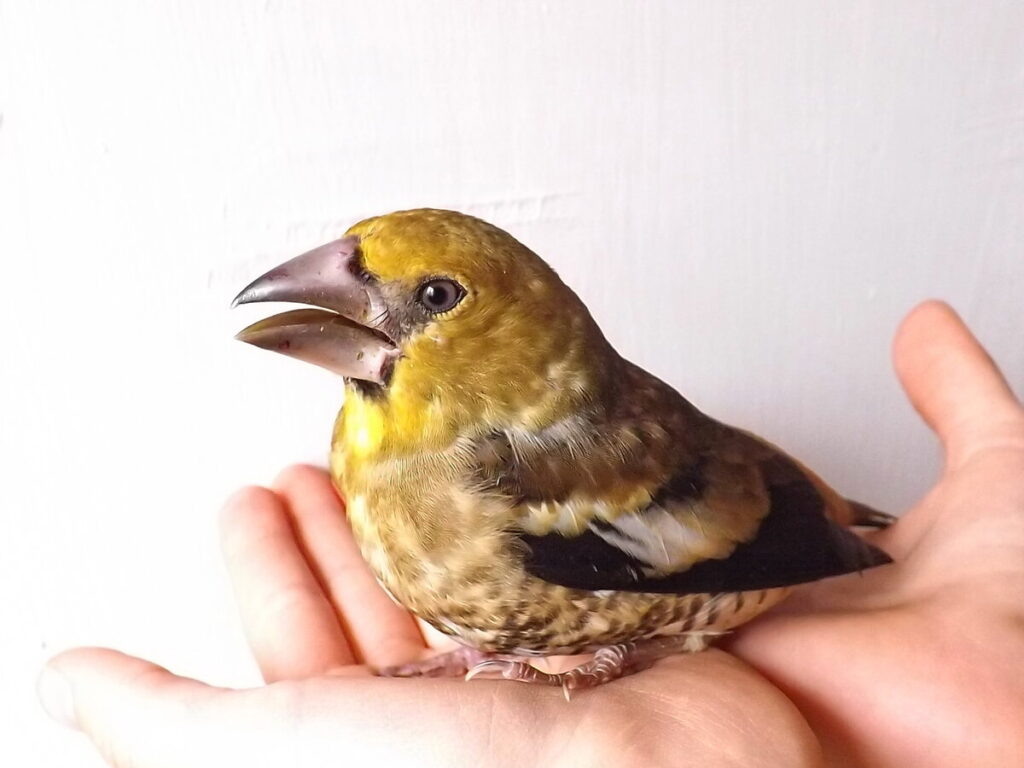    Дубонос — птица сем. Вьюрковых. Анна Власова