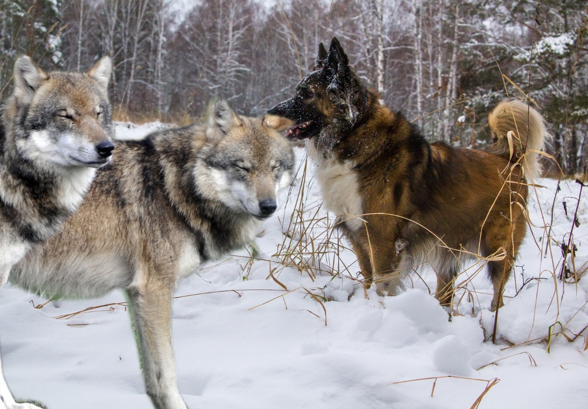 Кто умнее, волк или собака? Чей интеллект выше.