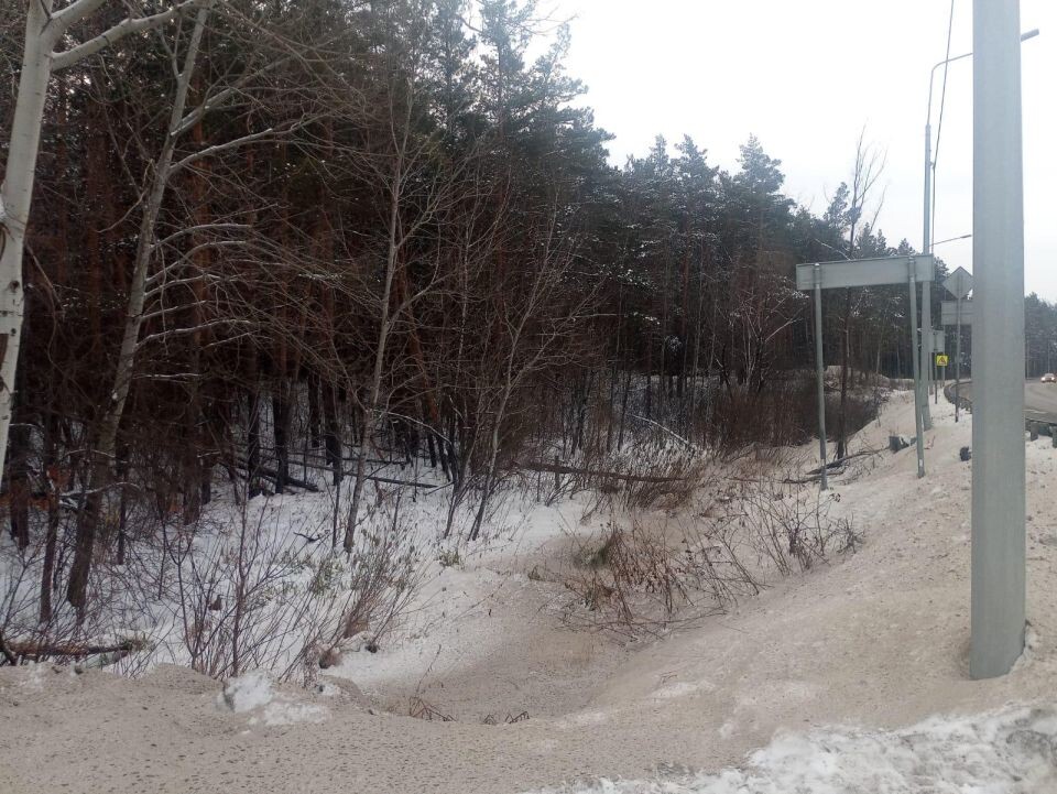    Вырубка деревьев вдоль шоссе Ленточный бор. Источник: t.me/minprirodyAK