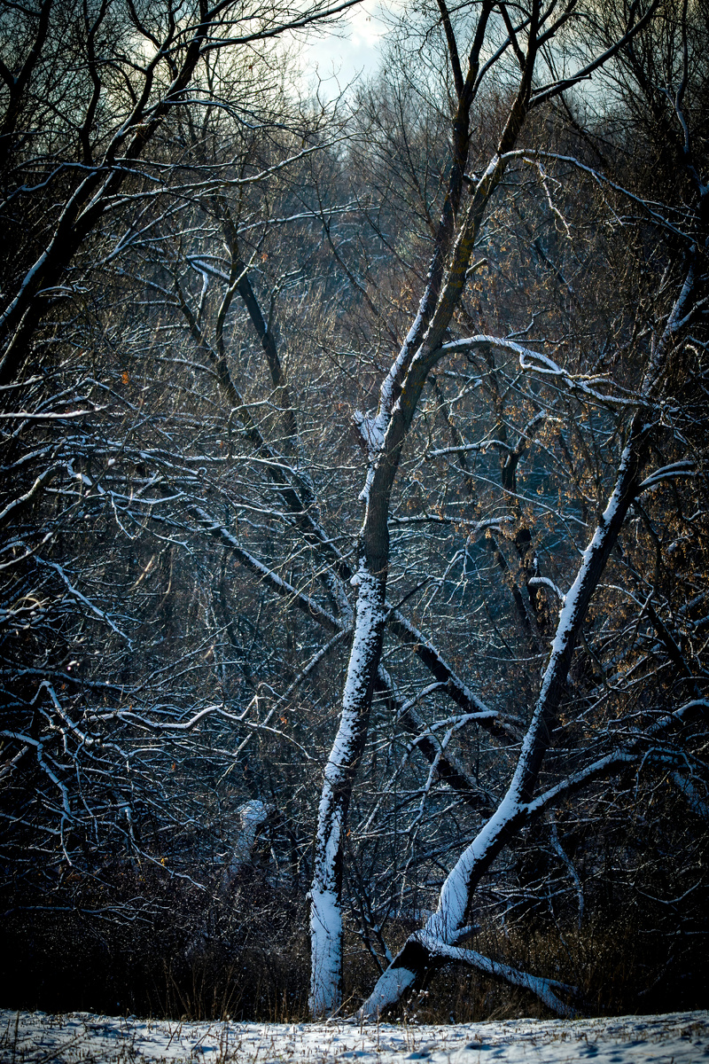 Околозимний лес
