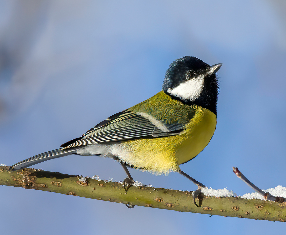 Большая синица