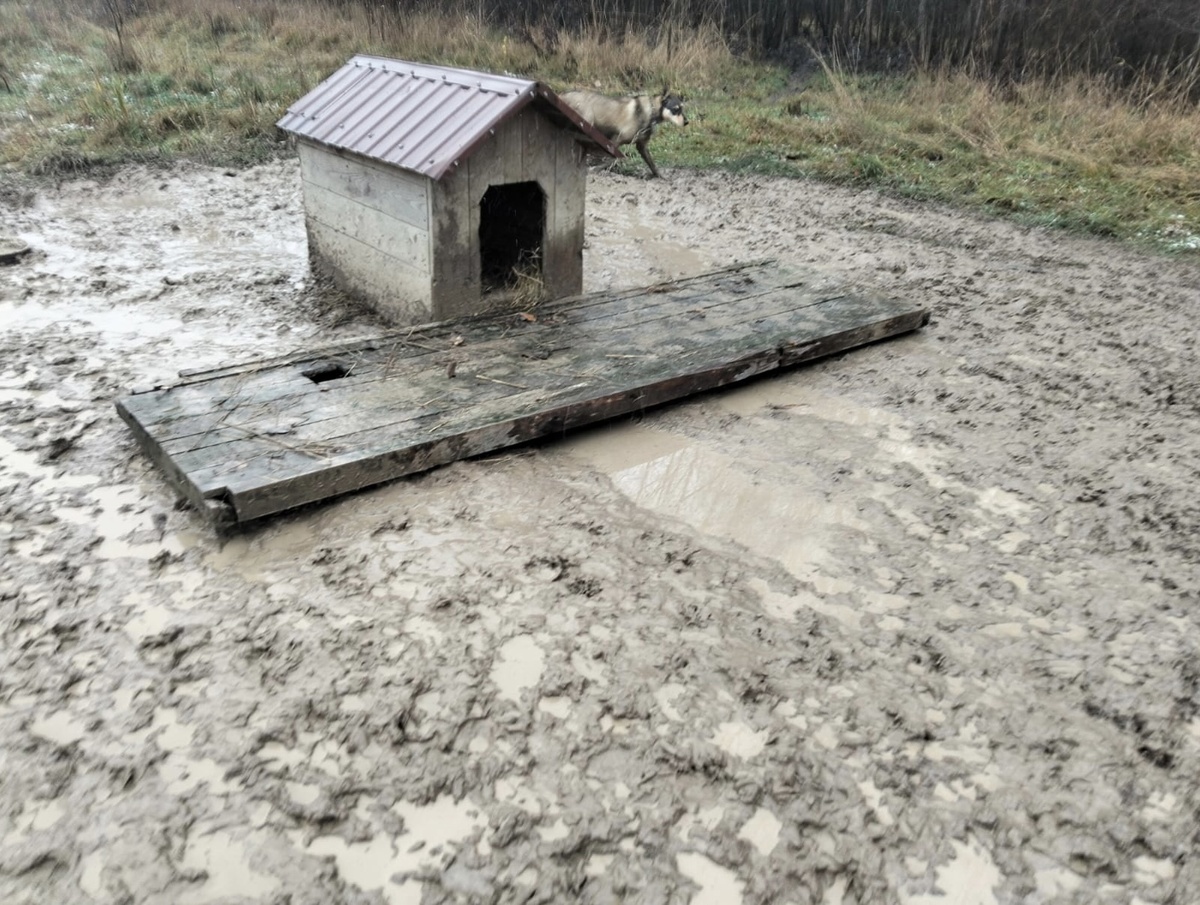 Вот так выглядят помосты. Они нужны, чтобы хвостики могли хотя бы выглянуть из своих будочек. Вольеров на всех пока очень не хватает, но мы уверенно идём к полному вольерному содержанию!