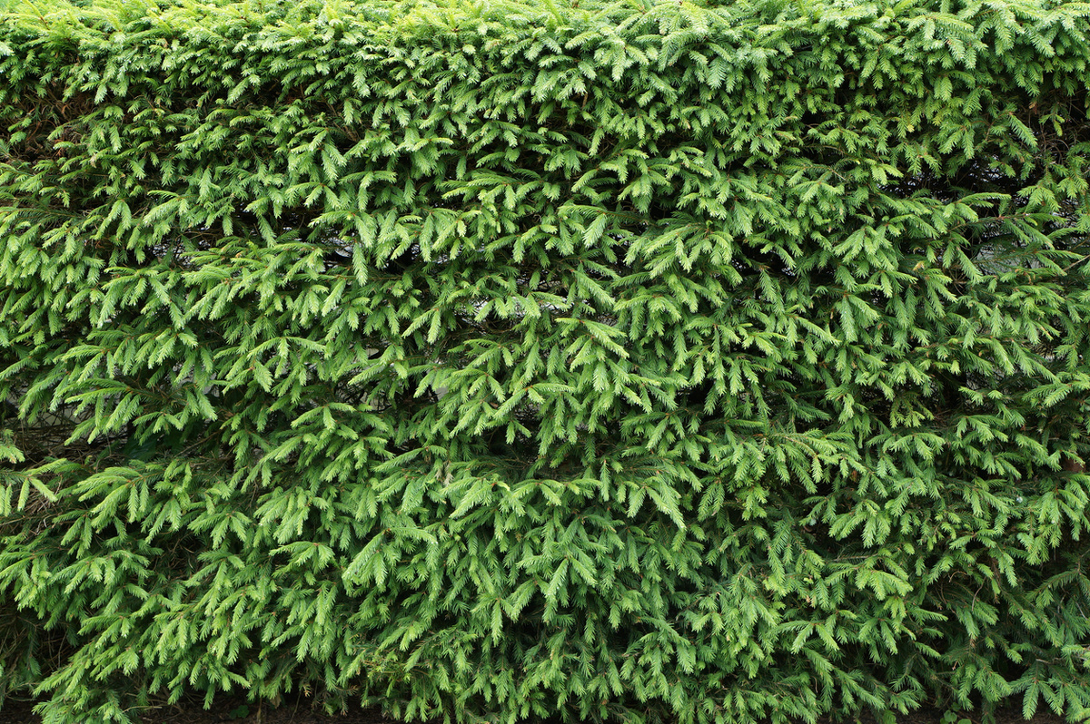    Самый дешевый и простой забор можно сделать из ели обыкновенной