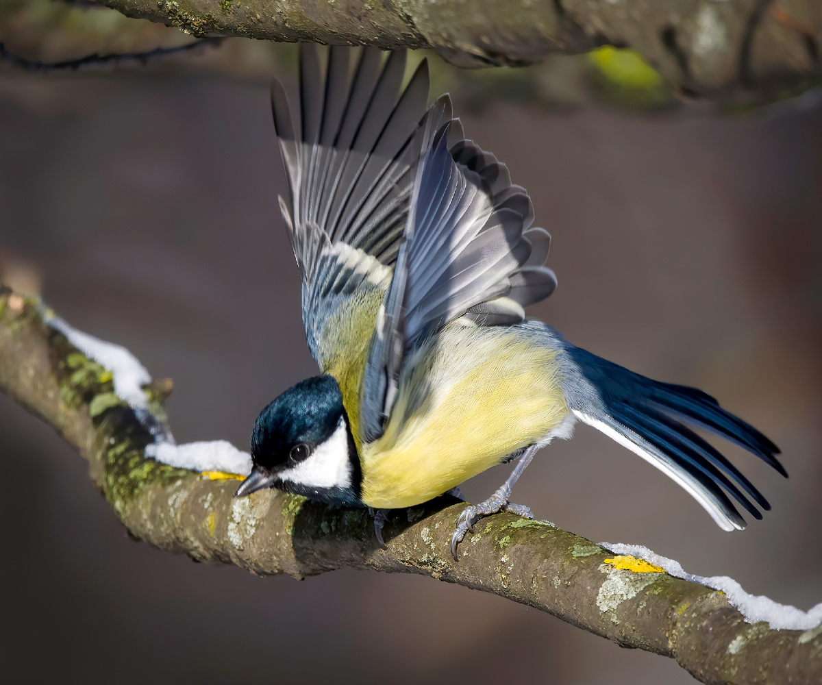 Большая синица