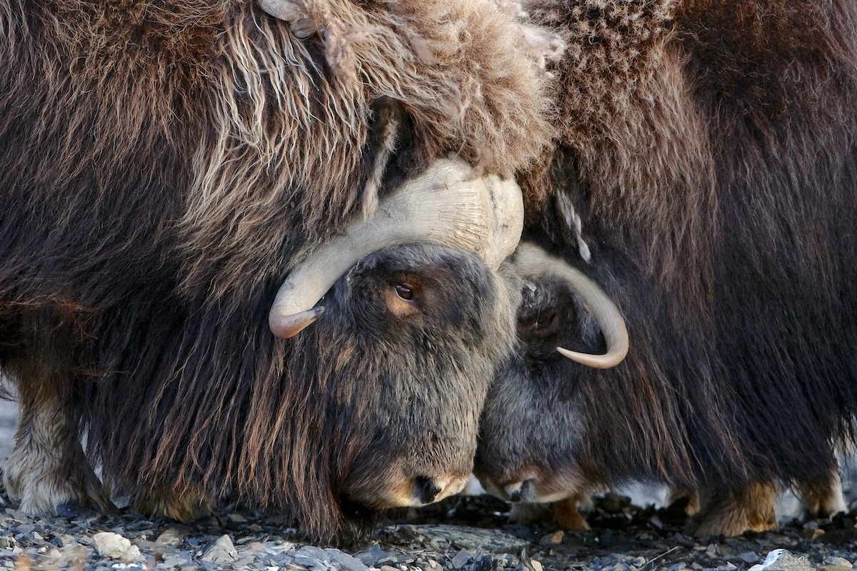 Овцебыки. Фото: Сергей Горшков / GeoPhoto