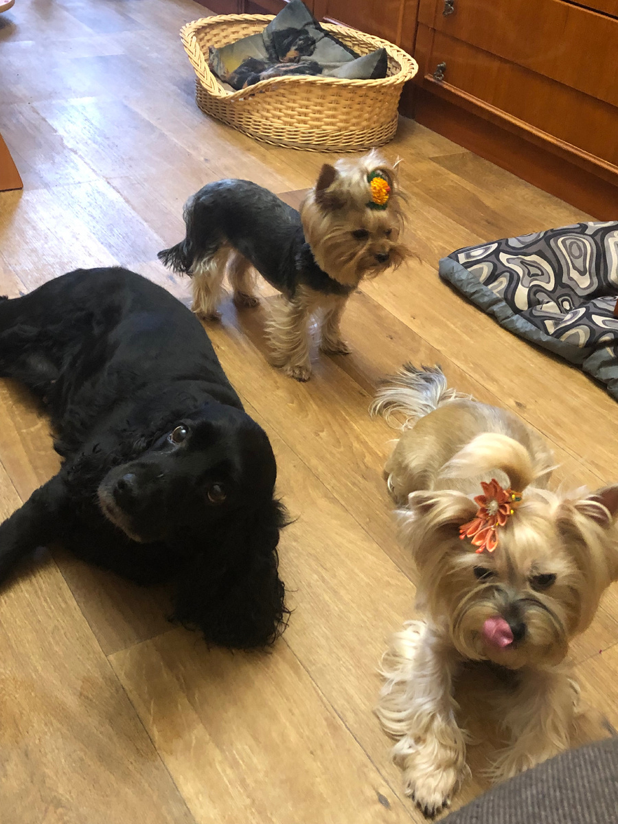 Айна, Ёлочка и Алика