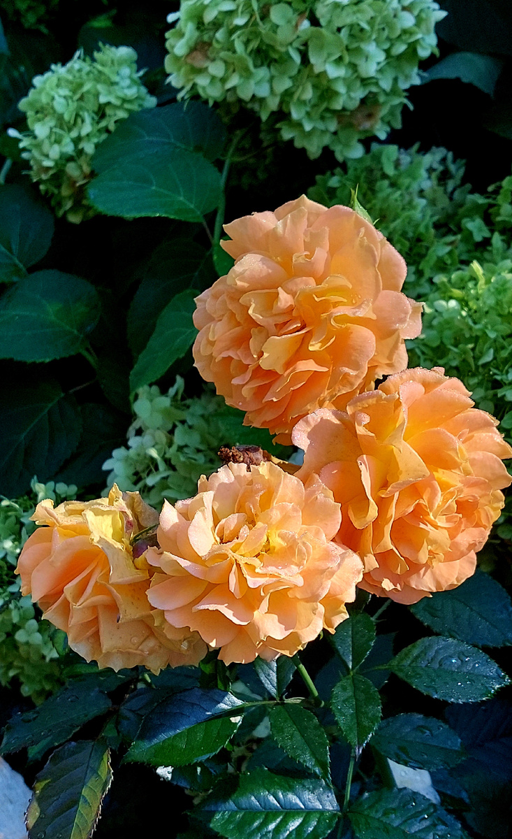 Голдэльзе. Флорибунда. Мой златогривый львёнок. 