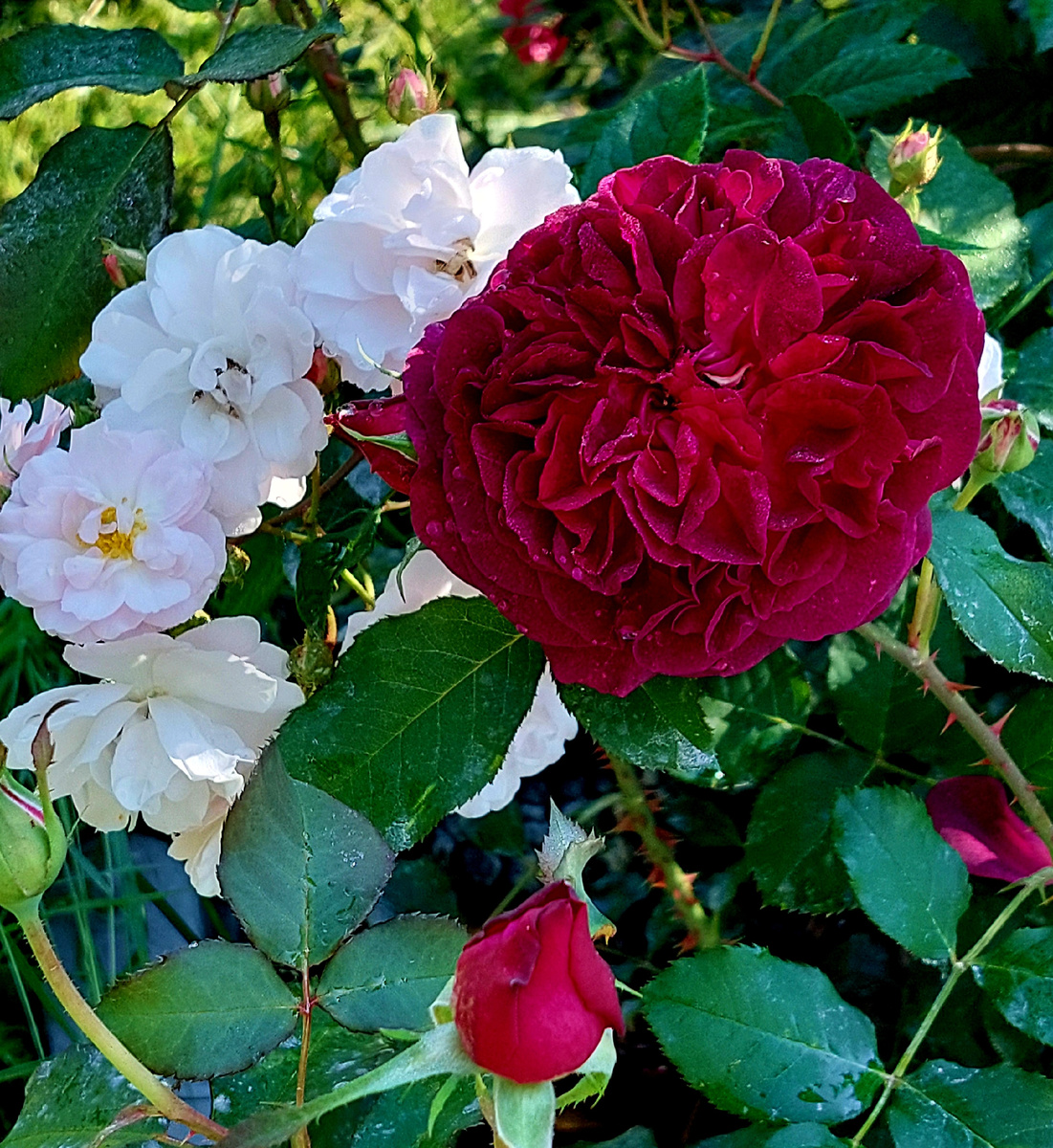 Манстед Вуд. Остинка. И неопознанная розочка (полиантовая или мускусный гибрид). 