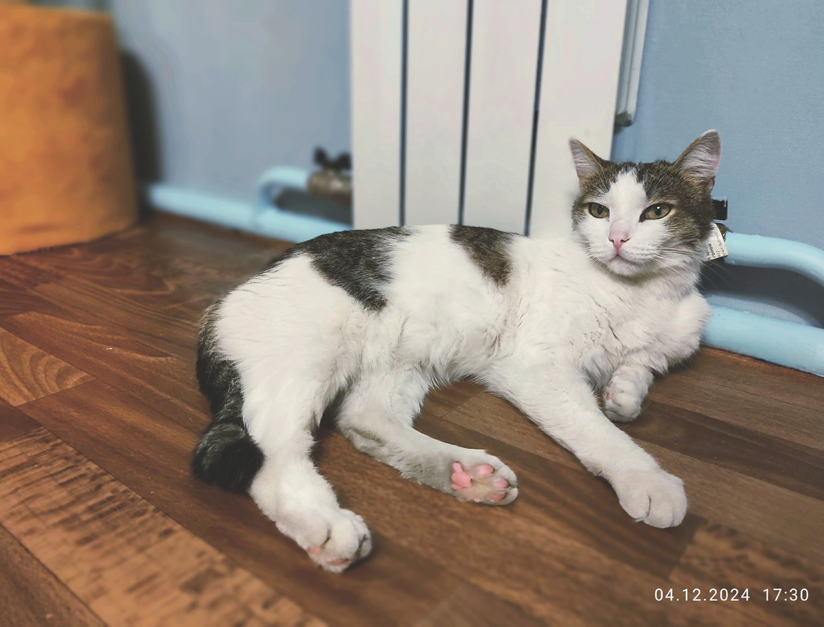 Кот Артём у своей любимой батареи: Ксень, у меня депрессия, отстань, плиииз