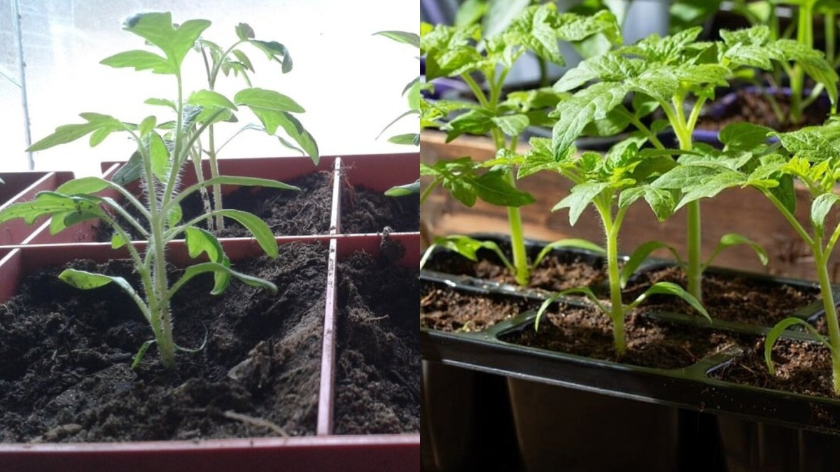 Результат правильного и неправильного расчета сроков посева. Разница в развитии очевидна