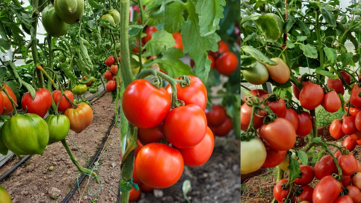 Разница в развитии трех сортов томатов при одновременном посеве. Слева направо: "Бычье сердце", "Сибирский скороспелый", "Новичок